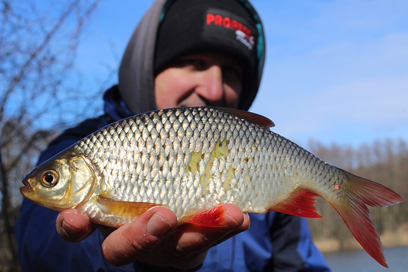 Łowienie karasi na drgającą szczytówkę
